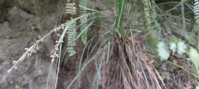 Carex beckii, photographed by Santiago Martín-Bravo