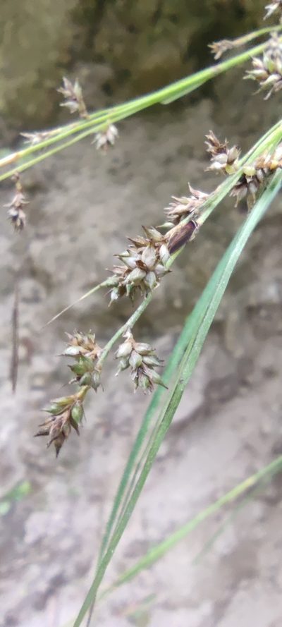 Carex beckii, photographed by Santiago Martín-Bravo