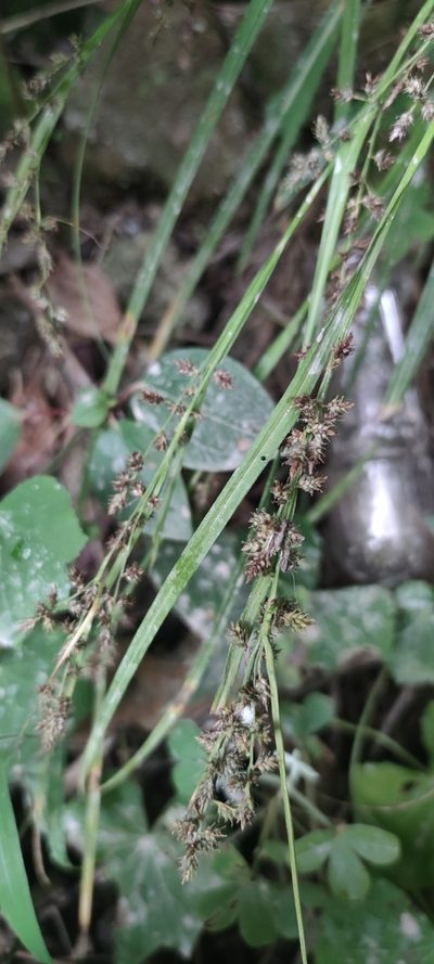 Carex beckii, photographed by Santiago Martín-Bravo