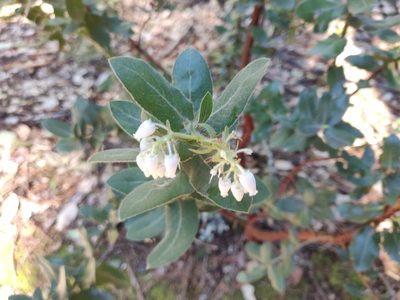 Arctostaphylos regismontana, photographed by Alexander Wentworth