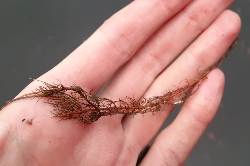Myriophyllum farwellii, photographed by Quinten Wiegersma