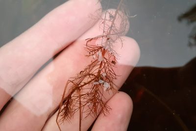 Myriophyllum farwellii, photographed by Quinten Wiegersma