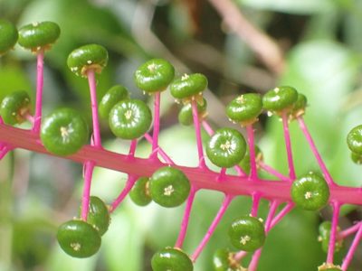Phytolacca rivinoides, photographed by keesgroenendijk