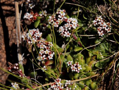Crassula setulosa, photographed by Tony Rebelo