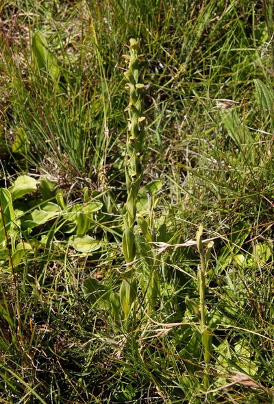 Habenaria laevigata, photographed by Tony Rebelo