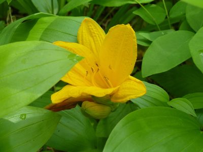 Hemerocallis middendorffii, photographed by Andreas Taeger