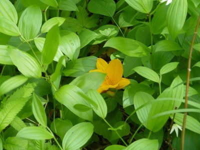 Hemerocallis middendorffii, photographed by Andreas Taeger