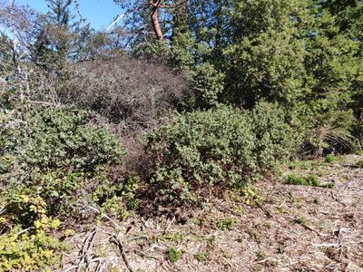 Arctostaphylos regismontana, photographed by Alexander Wentworth