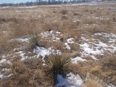 Yucca glauca, photographed by Eric Watts