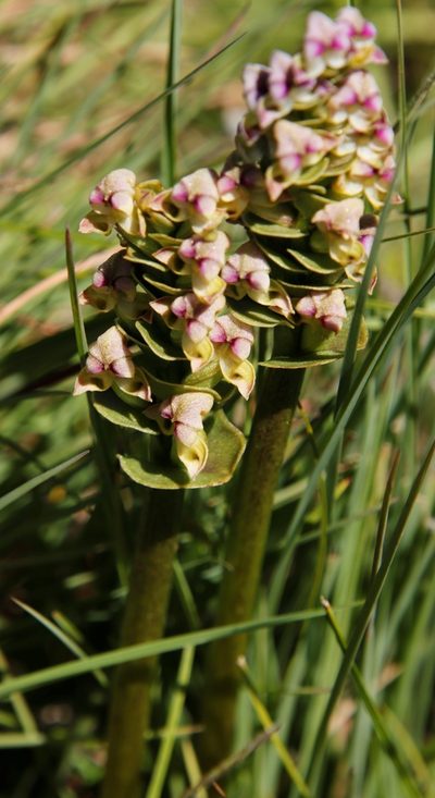 Disperis cardiophora, photographed by Tony Rebelo
