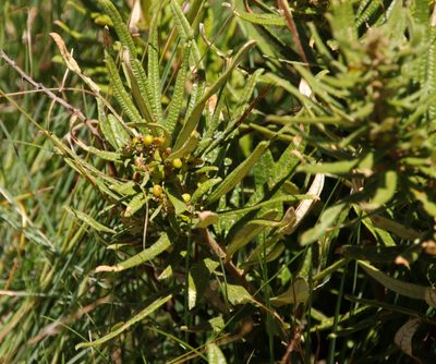 Searsia discolor, photographed by Tony Rebelo