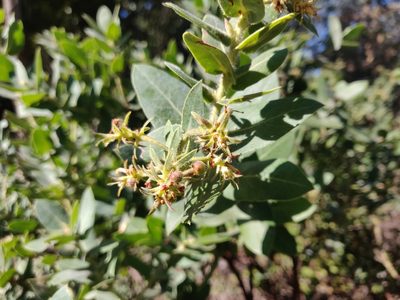 Arctostaphylos regismontana, photographed by Alexander Wentworth