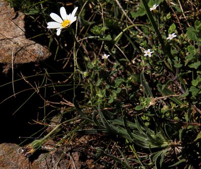 Chaenostoma floribundum, photographed by Tony Rebelo