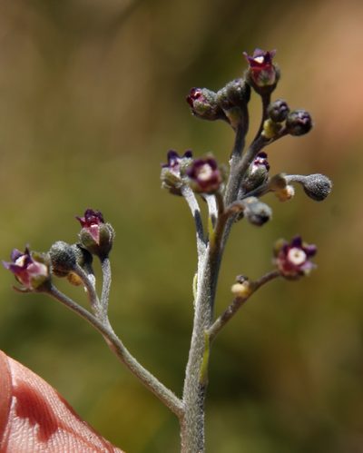 Cynoglossum hispidum, photographed by Tony Rebelo