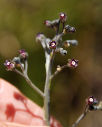 Cynoglossum hispidum, photographed by Tony Rebelo