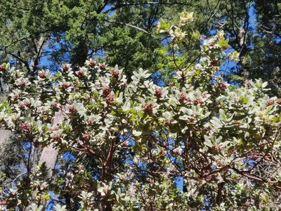 Arctostaphylos regismontana, photographed by Alexander Wentworth