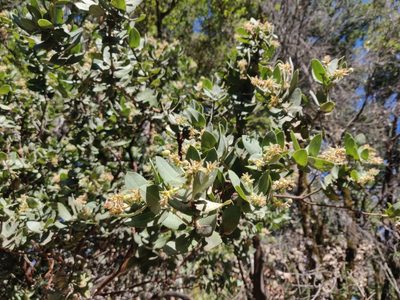 Arctostaphylos regismontana
