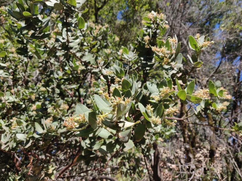 Arctostaphylos regismontana, photographed by Alexander Wentworth