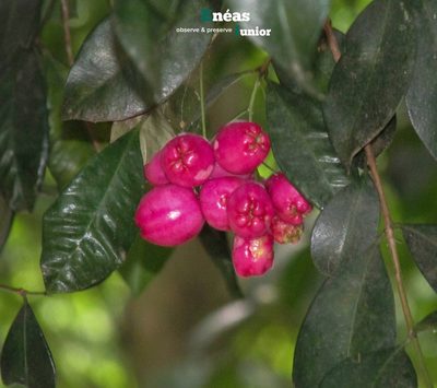 Syzygium paniculatum, photographed by Enéas V. Gouvêa Junior