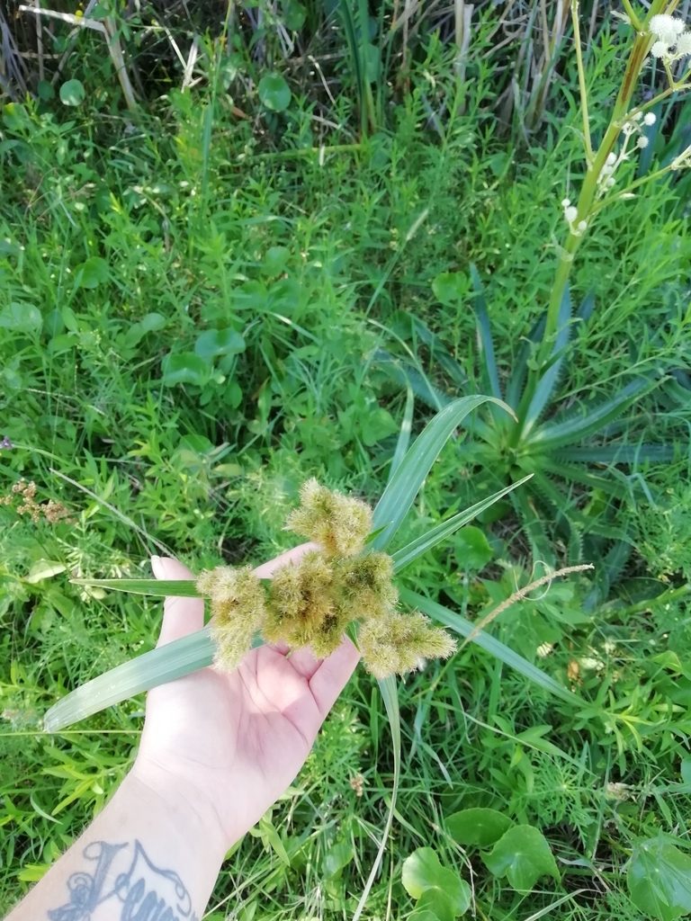 Cyperus byssaceus, photographed by Agustina Medina