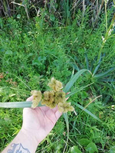 Cyperus byssaceus, photographed by Agustina Medina