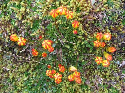 Gentianella hirculus, photographed by Mark Wagner