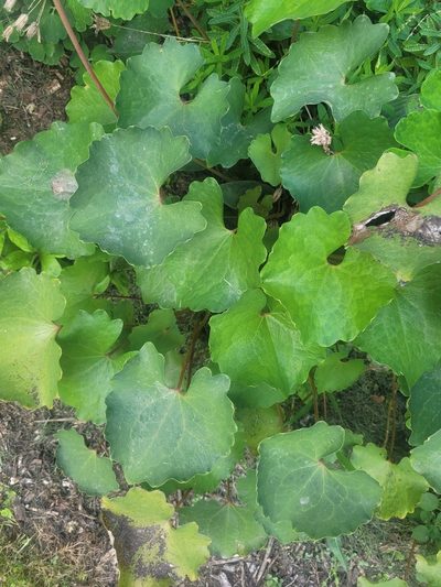 Eomecon chionantha, photographed by Julia Palmer