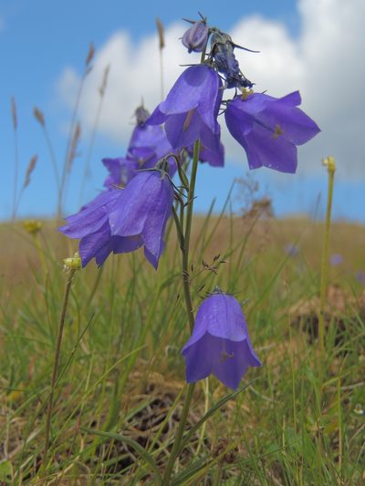 Campanula serrata, photographed by xulescu_g