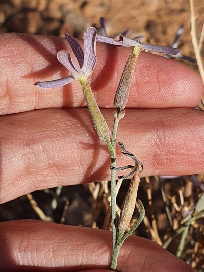Farsetia aegyptia, photographed by Mehdi Chetibi