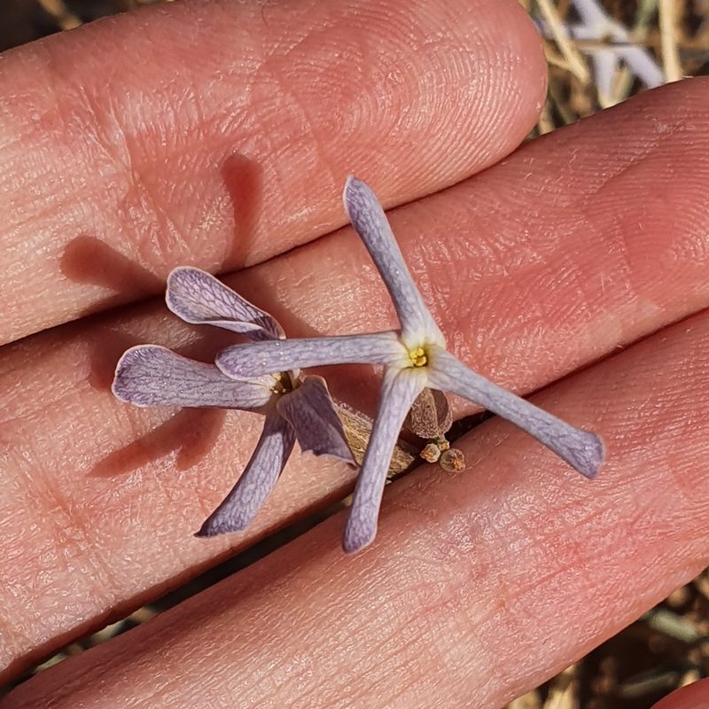 Farsetia aegyptia, photographed by Mehdi Chetibi