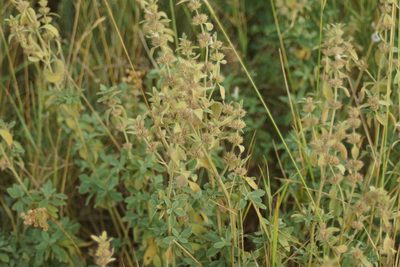 Marrubium peregrinum, photographed by Olena V. Vakarenko