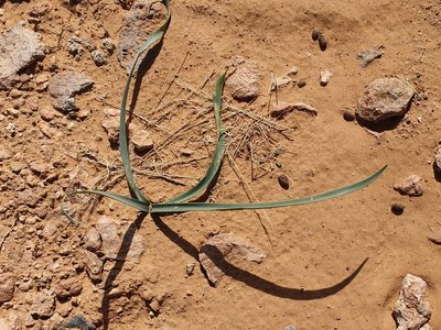 Battandiera amoena, photographed by Mehdi Chetibi