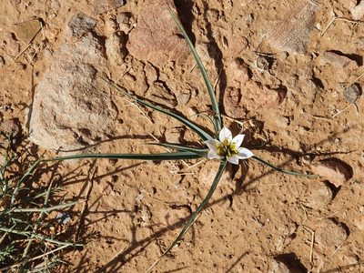 Colchicum gramineum, photographed by Mehdi Chetibi