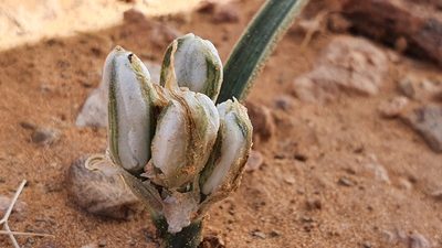 Battandiera amoena, photographed by Mehdi Chetibi