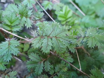 Acaena anserinifolia, photographed by Jaco Grundling
