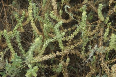 Sideritis montana, photographed by Olena V. Vakarenko