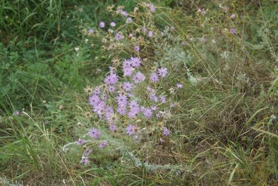 Xeranthemum annuum, photographed by Olena V. Vakarenko