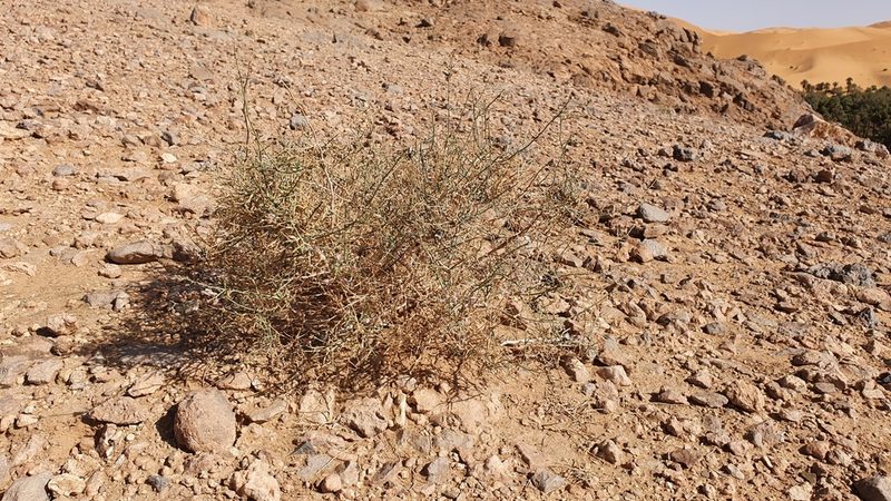 Acanthorrhinum ramosissimum, photographed by Mehdi Chetibi