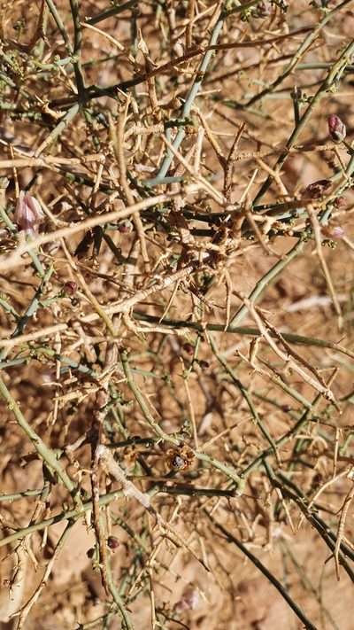 Acanthorrhinum ramosissimum, photographed by Mehdi Chetibi