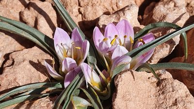 Colchicum gramineum, photographed by Mehdi Chetibi