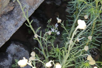 Chaenostoma floribundum, photographed by Tony Rebelo