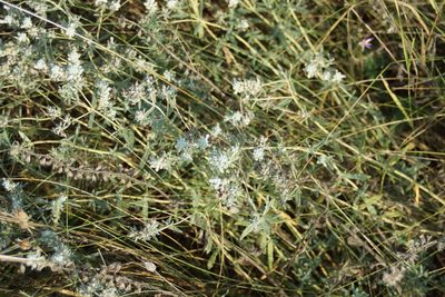 Teucrium polium, photographed by Olena V. Vakarenko