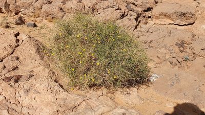 Launaea arborescens, photographed by Mehdi Chetibi