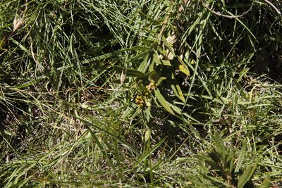 Searsia discolor, photographed by Tony Rebelo