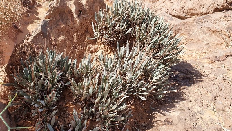 Ceratolimon feei, photographed by Mehdi Chetibi