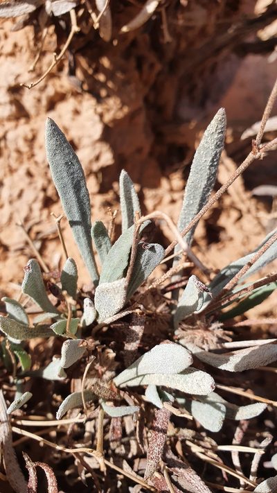 Ceratolimon feei, photographed by Mehdi Chetibi