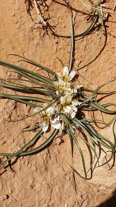 Colchicum gramineum, photographed by Mehdi Chetibi