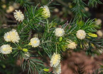 Acacia verticillata, photographed by Don Loarie