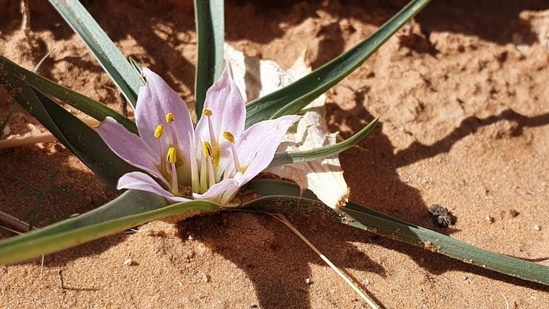 Colchicum gramineum, photographed by Mehdi Chetibi