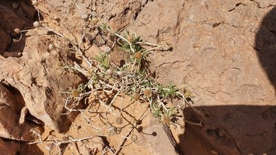 Asteriscus graveolens, photographed by Mehdi Chetibi